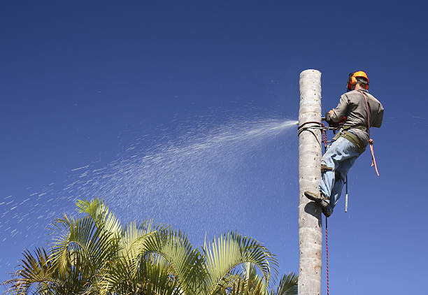 How Our Tree Care Process Works  in  Ilchester, MD