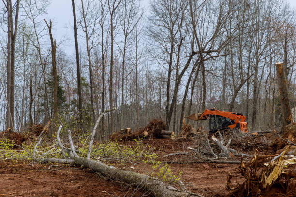 Reliable Ilchester, MD Tree Care Solutions