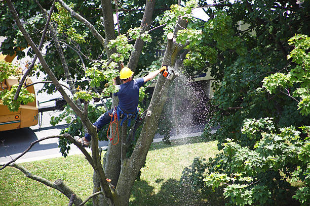  Ilchester, MD Tree Care Pros