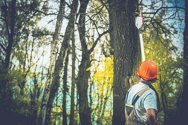 Best Root Management and Removal  in Ilchester, MD